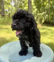 Mocha girl, a female Miniature Bernedoodle and Miniature Goldendoodle for sale in Defuniak Springs, FL – Photo 5 of 6