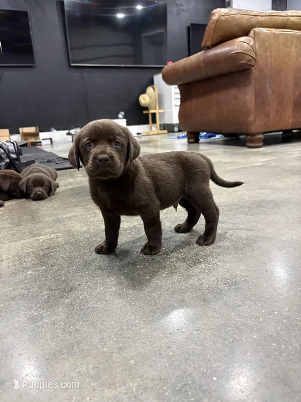 Bear – Labrador Retriever puppy for sale in Trenton, FL