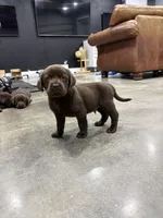 Bear, a male Labrador Retriever for sale in Trenton, FL – Photo 1 of 3