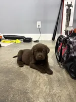 Bear, a male Labrador Retriever for sale in Trenton, FL – Photo 2 of 3