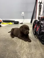 Bear, a male Labrador Retriever for sale in Trenton, FL – Photo 3 of 3