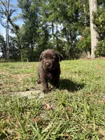 Duke, a male Labrador Retriever for sale in Trenton, FL – Photo 3 of 3