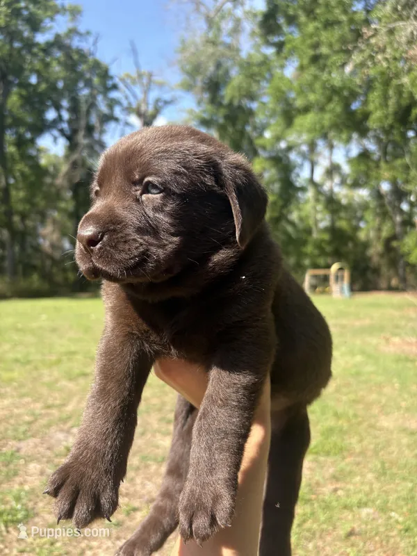 Duke – Labrador Retriever puppy for sale in Trenton, FL