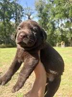 Duke, a male Labrador Retriever for sale in Trenton, FL – Photo 2 of 3