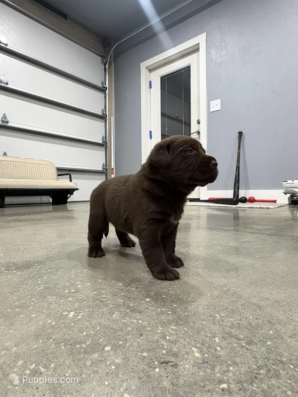 Daisy – Labrador Retriever puppy for sale in Trenton, FL