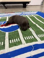 Daisy, a female Labrador Retriever for sale in Trenton, FL – Photo 2 of 3