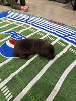 Daisy, a female Labrador Retriever for sale in Trenton, FL – Photo 3 of 3