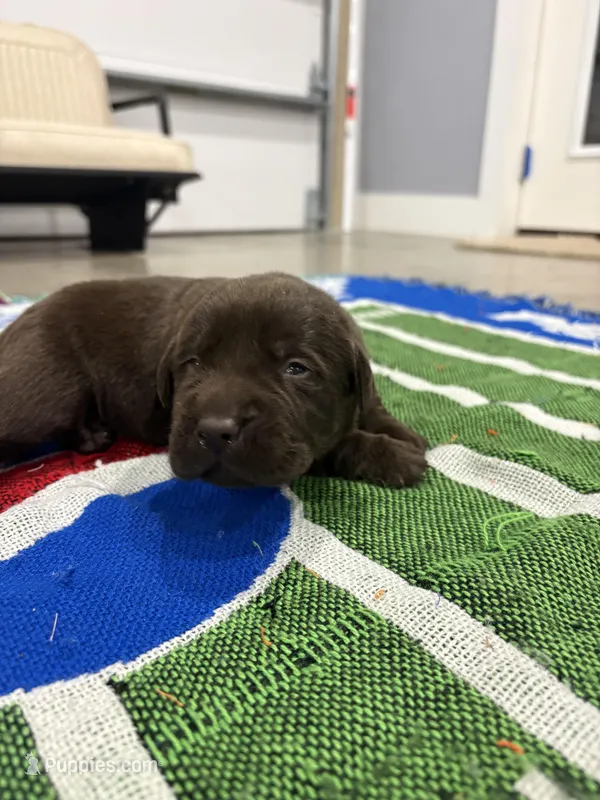 Daisy – Labrador Retriever puppy for sale in Trenton, FL