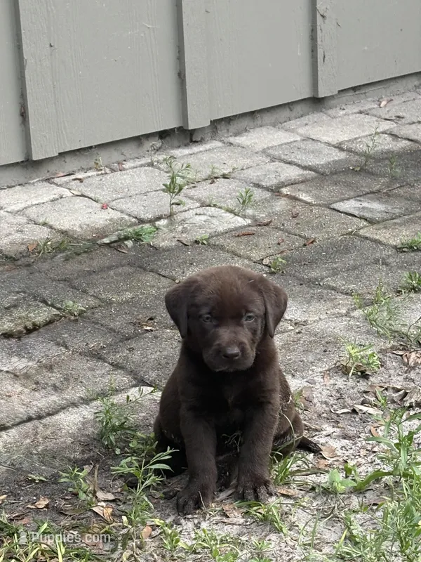Lilly – Labrador Retriever puppy for sale in Trenton, FL