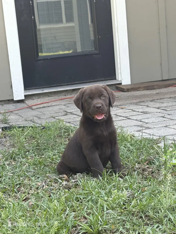 Lilly – Labrador Retriever puppy for sale in Trenton, FL