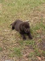 Lilly, a female Labrador Retriever for sale in Trenton, FL – Photo 3 of 3
