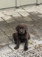 Lilly, a female Labrador Retriever for sale in Trenton, FL – Photo 2 of 3