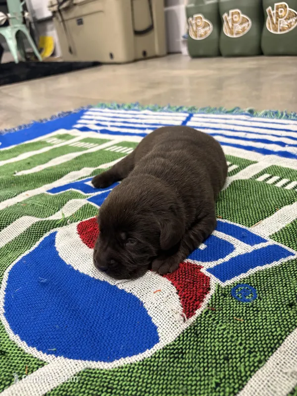 Moose – Labrador Retriever puppy for sale in Trenton, FL