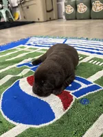 Moose, a male Labrador Retriever for sale in Trenton, FL – Photo 1 of 4