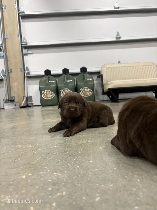 Moose – Labrador Retriever puppy for sale in Trenton, FL