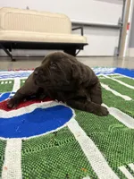 Moose, a male Labrador Retriever for sale in Trenton, FL – Photo 2 of 4