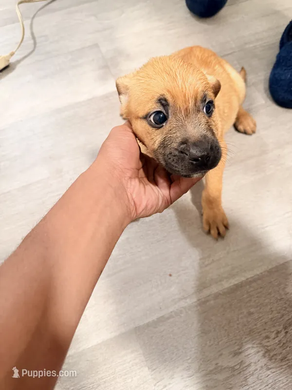 Rocko – German Shepherd Dog, American Bully puppy for sale in Tacoma, WA