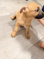 Rocko, a male German Shepherd Dog and American Bully for sale in Tacoma, WA – 2 of 2