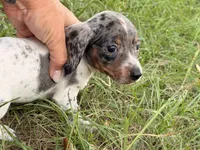 Otis , a male Miniature Dachshund for sale in Collins, GA – 3 of 6