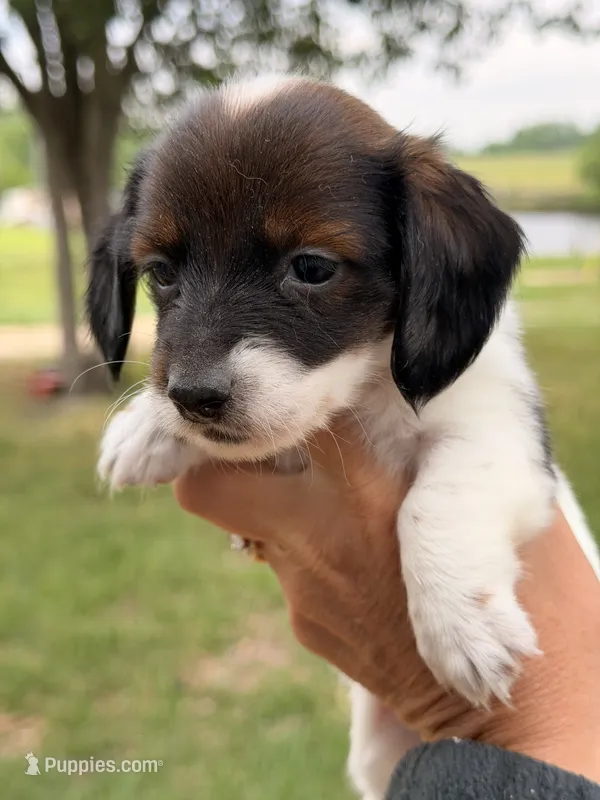 Ruby – Miniature Dachshund puppy for sale in Collins, GA