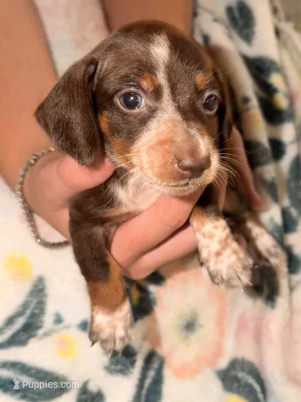 ROLO  – Miniature Dachshund puppy for sale in Collins, GA