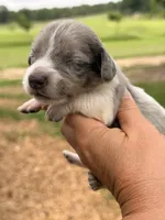 LH 💙, a male Miniature Dachshund for sale in Collins, GA – 1 of 3