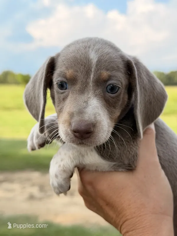 SH MALE – Miniature Dachshund puppy for sale in Collins, GA