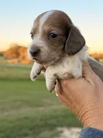 Samson -LH , a male Miniature Dachshund for sale in Collins, GA – 2 of 4