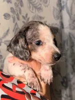 BOONE, a male Miniature Dachshund for sale in Collins, GA – 5 of 8