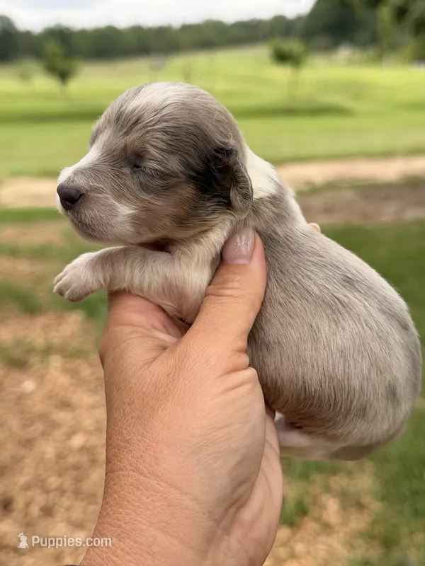LH 💙 – Miniature Dachshund puppy for sale in Collins, GA