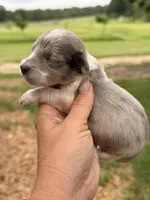 LH 💙, a male Miniature Dachshund for sale in Collins, GA – 1 of 3