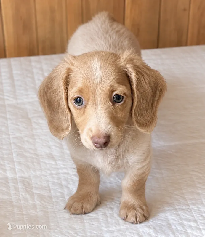 LH 💙 – Miniature Dachshund puppy for sale in Collins, GA