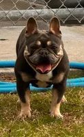 Zeus , a female French Bulldog for sale in Collins, GA – 4 of 4