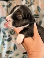 LH 💙, a male Miniature Dachshund for sale in Collins, GA – 2 of 4