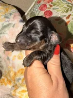 Beans, a male Miniature Dachshund for sale in Collins, GA – 2 of 2