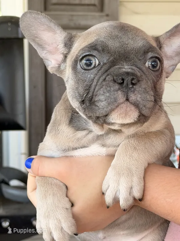Fem2 💕 – French Bulldog puppy for sale in Collins, GA