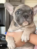 Fem2 💕, a female French Bulldog for sale in Collins, GA – 1 of 3