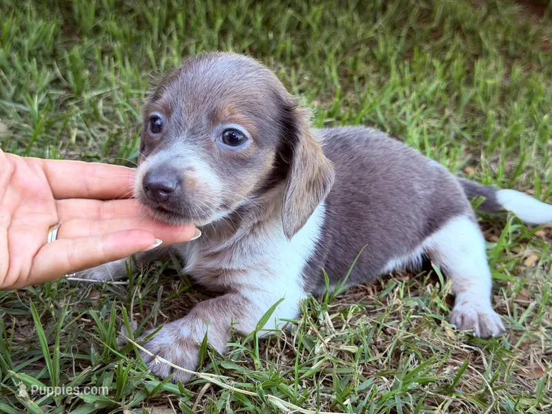 Jasmine – Miniature Dachshund puppy for sale in Collins, GA