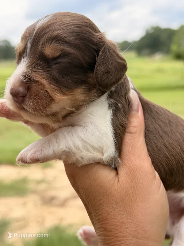 LH male – Miniature Dachshund puppy for sale in Collins, GA