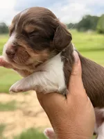 LH male, a male Miniature Dachshund for sale in Collins, GA – 1 of 3