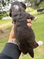 LH male, a male Miniature Dachshund for sale in Collins, GA – 3 of 4