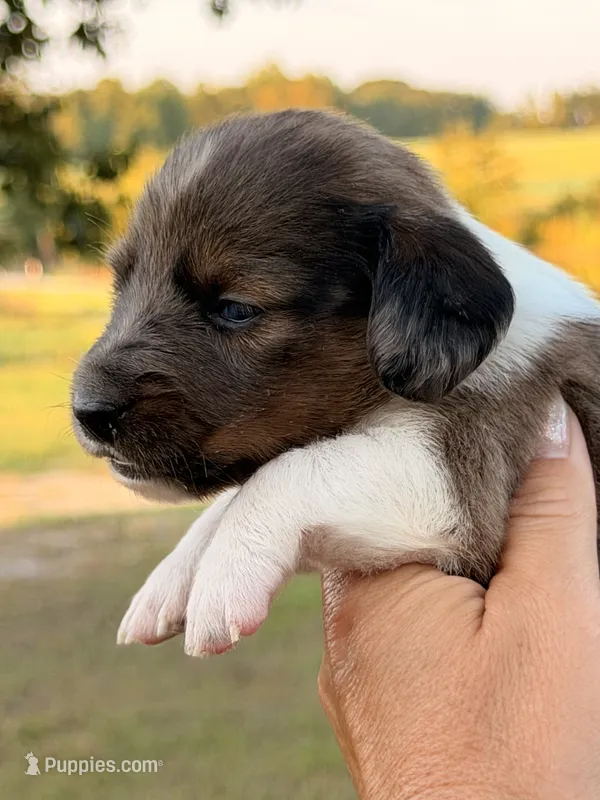 LH 💕 – Miniature Dachshund puppy for sale in Collins, GA