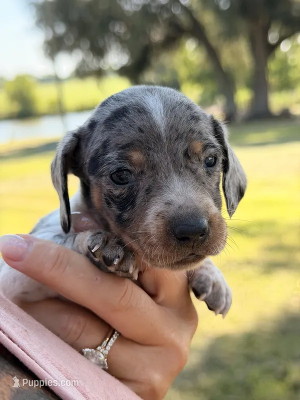 Otis  – Miniature Dachshund puppy for sale in Collins, GA