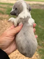 LH 💙, a male Miniature Dachshund for sale in Collins, GA – 2 of 3