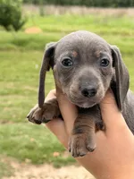 Blue male, a male Miniature Dachshund for sale in Collins, GA – 6 of 7