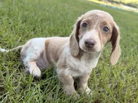 Mr Freckles’s, a male Miniature Dachshund for sale in Collins, GA – 2 of 6