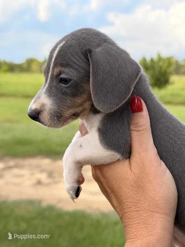 Bowser  – Miniature Dachshund puppy for sale in Collins, GA
