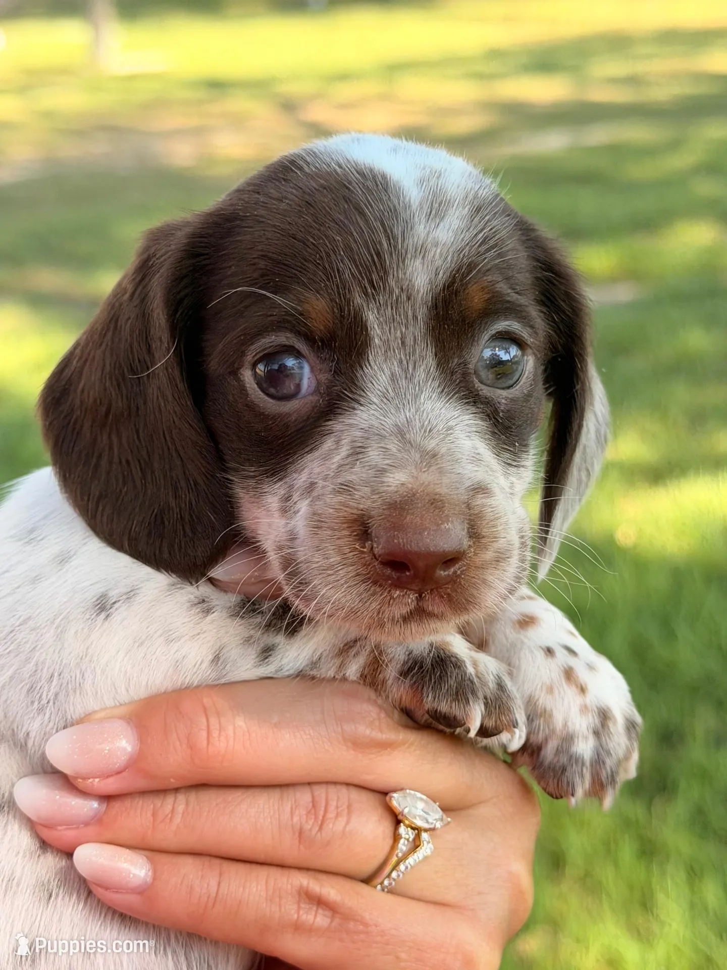 LH 💕 – Miniature Dachshund puppy on hold in Collins, GA