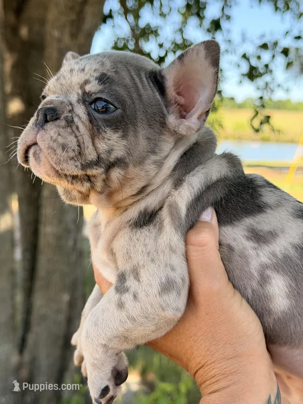 M2 – French Bulldog puppy for sale in Collins, GA
