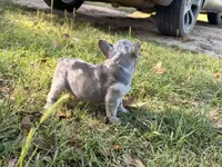 M2, a male French Bulldog for sale in Collins, GA – Photo 3 of 3